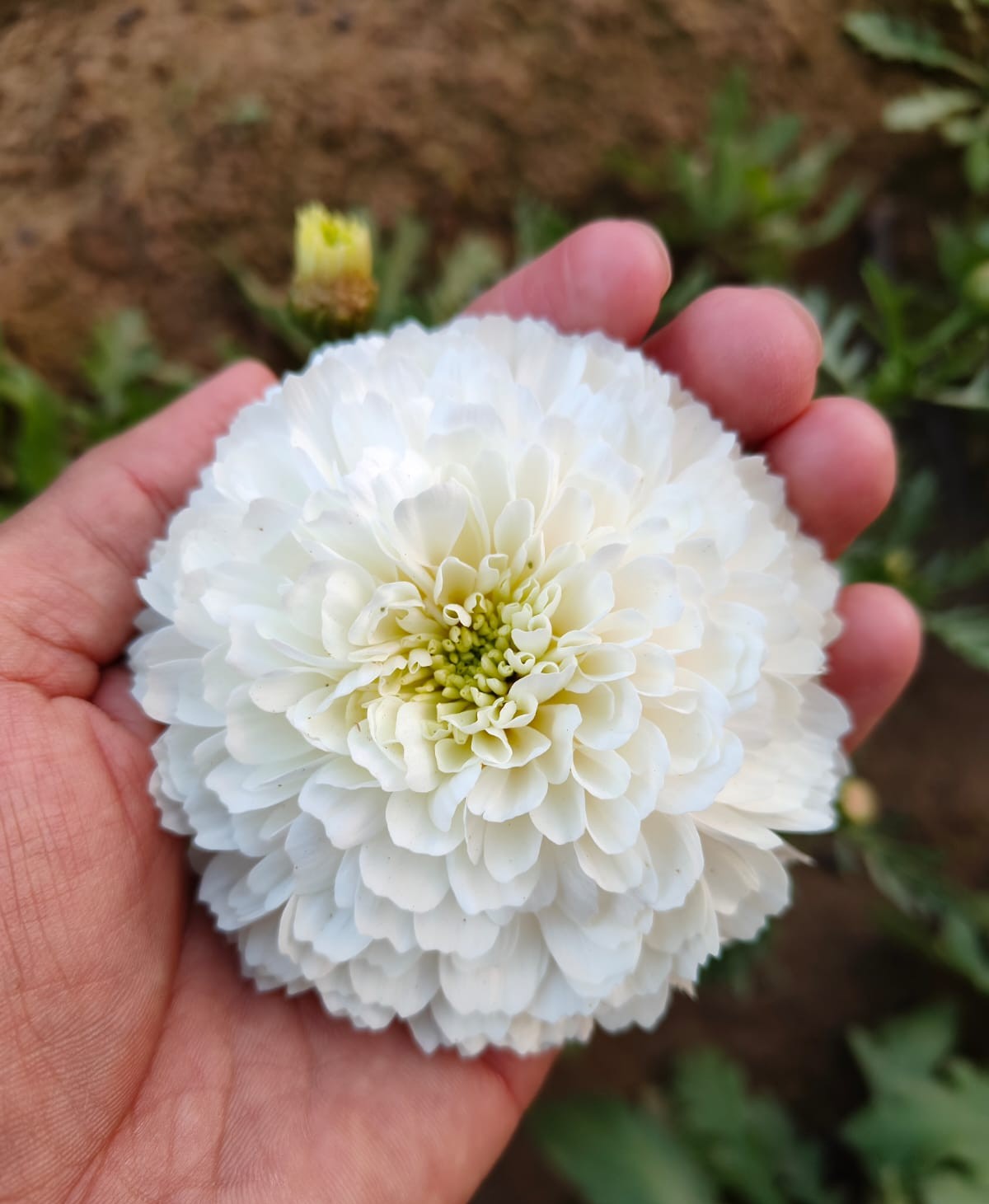 बिजली सफेद (Bijali White)