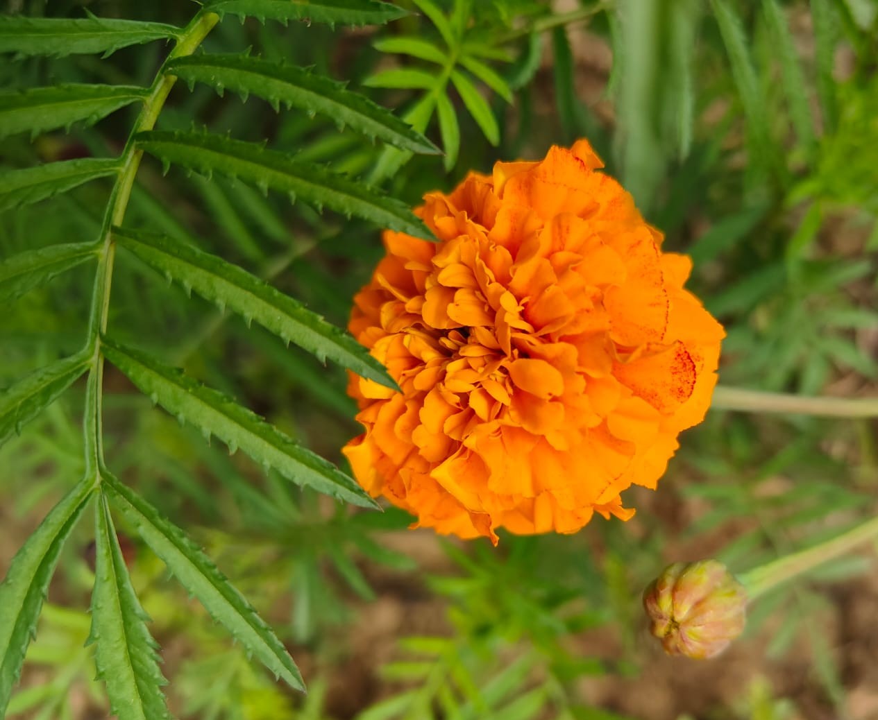 लाल जाफरी गेंदा (Lal Jafri Marigold - Orange)