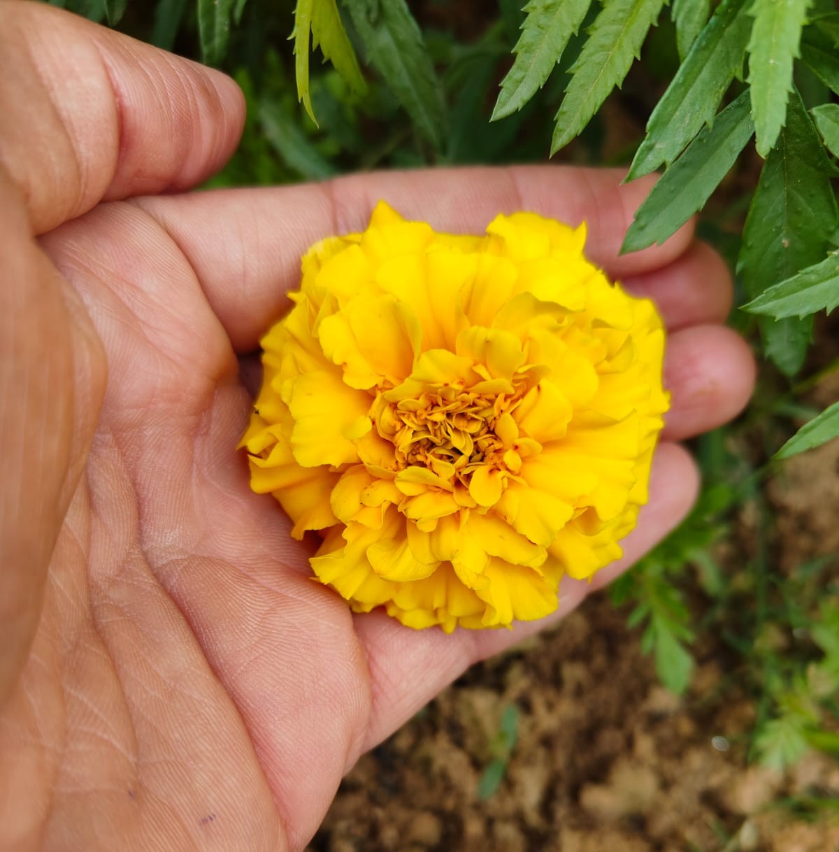 लाल जाफरी गेंदा (Lal Jafri Marigold - Yellow)