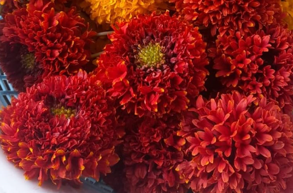 नवरुंगा गेंदा (Novrunga Marigold - Red)