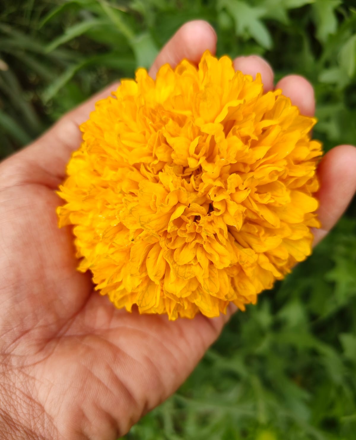नवरुंगा गेंदा (Novrunga Marigold - Yellow)